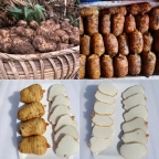 昭通仿野生天麻素压片:古德生物打造的便捷养生新标