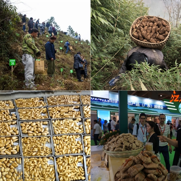 昭通仿野生天麻的功效与作用及食用方法 昭通仿野生天麻的功效与作用及食用方法