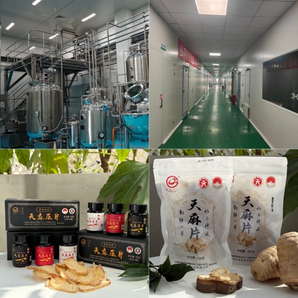 中国乌天麻之乡的匠心坚守:古德生物铸就昭通仿野生天麻种植基地 中国乌天麻之乡的匠心坚守:古德生物铸就昭通仿野生天麻种植基地