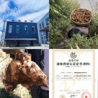 昭通仿野生天麻种植技术：古德生物引领的道地品质培育之路