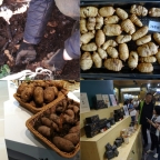 昭通仿野生天麻食用禁忌详解：古德生物守护安全养生之道