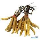 回收冬虫夏草13439830111收购同仁堂冬虫夏草