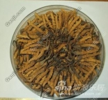 冬虫夏草发霉怎么办收购同仁堂冬虫夏草